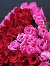 Букет 101 роза Клубничное сердце