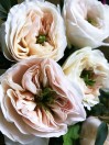 Букет из 11 пионовидных роз сорта Charity