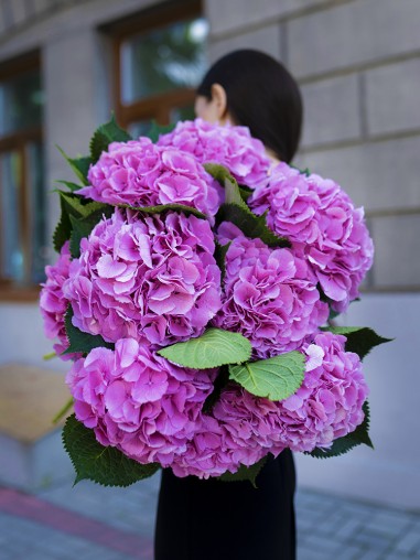 PINK HYDRANGEA