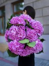 PINK HYDRANGEA