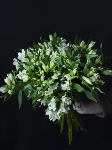 Альстромерия белая 