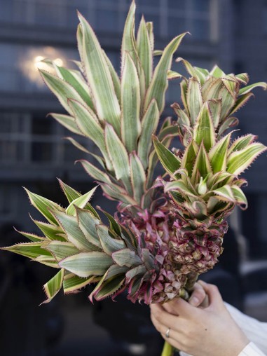 Декоративный ананас