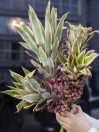 Декоративный ананас