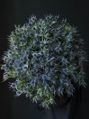 Эрингиум 