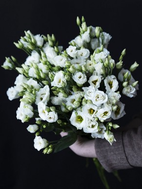 Эустома Голландия белая