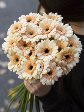Гербера мини бежевая 
