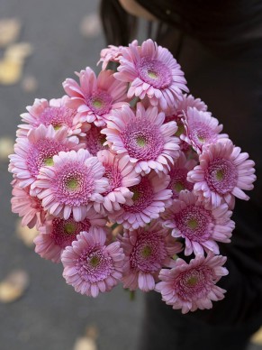 Гербера мини розовая 