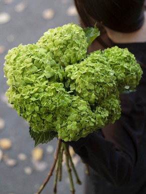 Гортензия Колумбия грин 