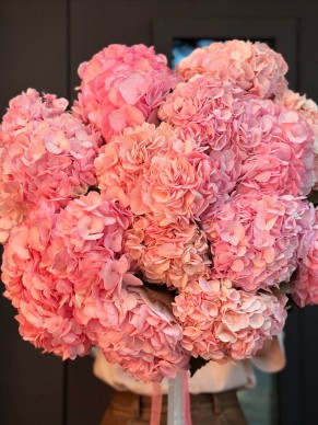 Гортензия розовая Колумбия