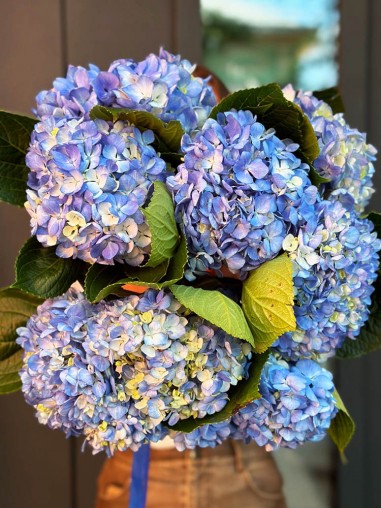 Гортензия синяя Колумбия 