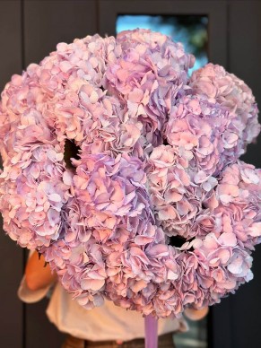 Гортензия сиреневая Колумбия 