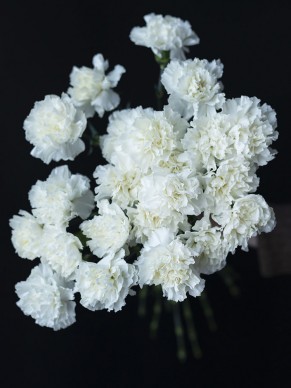 Гвоздика белая 