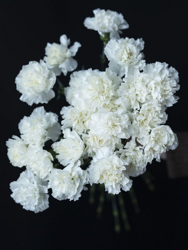 Гвоздика белая 