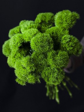 Гвоздика Грин тик 