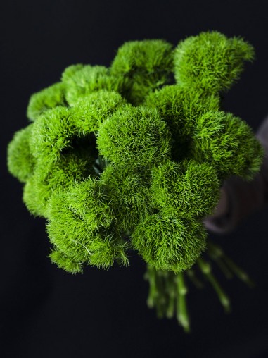 Гвоздика Грин тик 