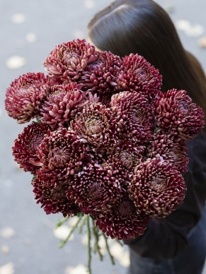 Хризантема Бигуди Рэд 