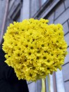 Хризантема кустовая желтая 