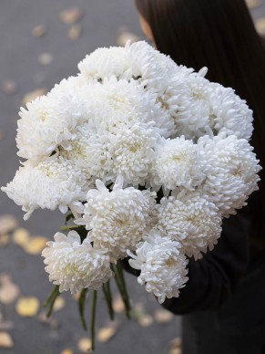 Хризантема Ребонет 