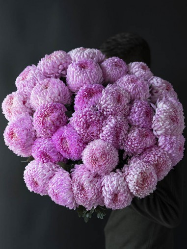 Хризантема шар крашенная 