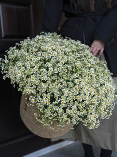 Ромашки кустовые