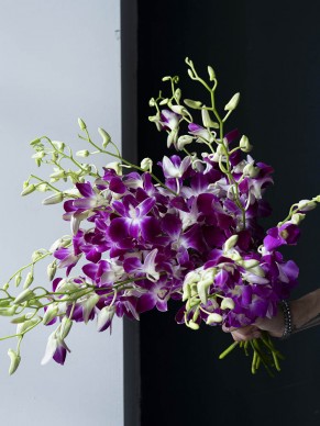 Орхидея дендробиум 