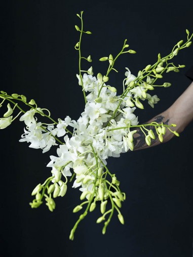 Орхидея дендробиум белая 