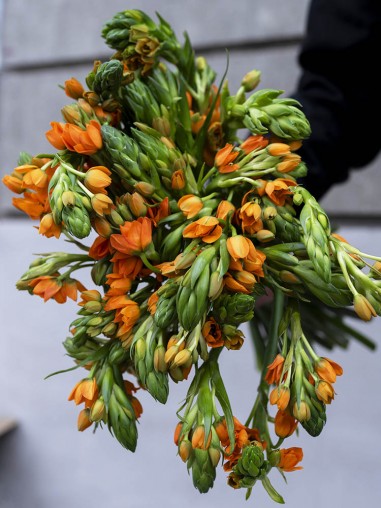 Орнитогалум