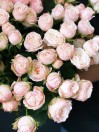 Роза кустовая Бомбастик нежно-розовая