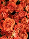 Роза кустовая оранжевая