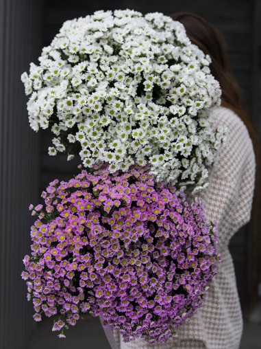 Сантини Madiba