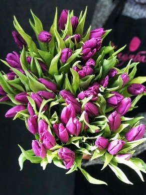 Тюльпан фиолетовый 