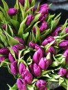 Тюльпан фиолетовый 