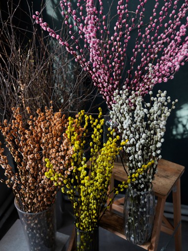 Верба цветная