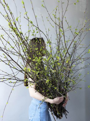 Веточки березы 