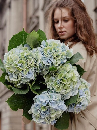 Букет 5 гортензий голубо-зелёных