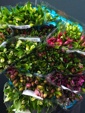 Альстромерия (Оптом от 15 шт.)