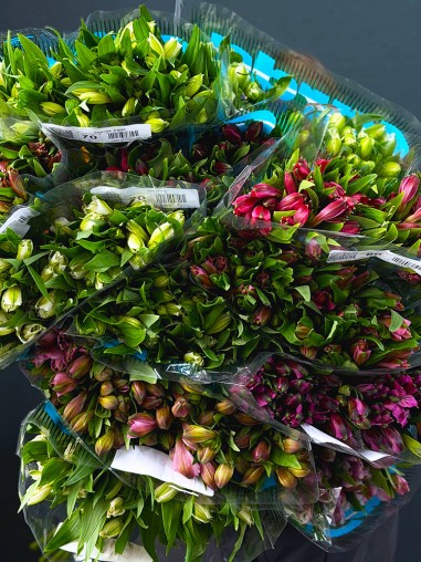 Альстромерия (Оптом от 15 шт.)