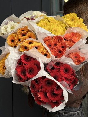 Мини гербера (оптом от 10 шт.)