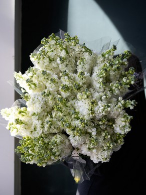 Маттиола одиночная (оптом от 11 шт.)