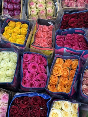 Роза Эквадор (Оптом от 15шт)