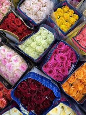 Роза Эквадор (Оптом от 50шт)