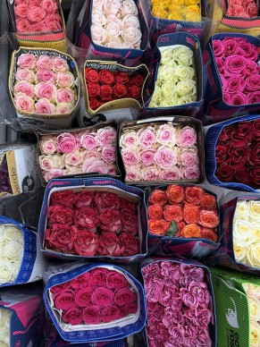 Роза Эквадор (Оптом от 21шт)