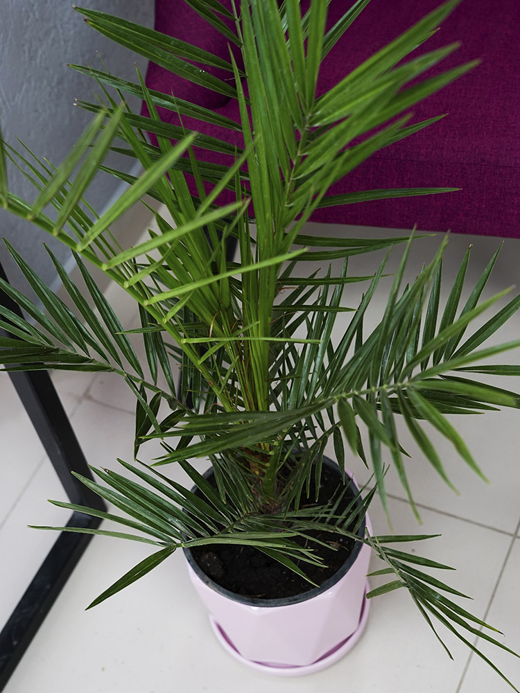 Подарить ФИНИК КАНАРСКИЙ цена 5890 ₽ круглосуточно в Томске