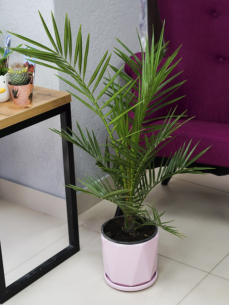 Подарить ФИНИК КАНАРСКИЙ цена 5890 ₽ круглосуточно в Томске