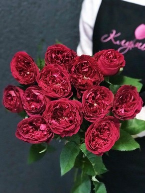 Роза садовая Tess (пионовидная)