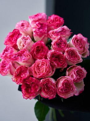 Роза сорта Enchantment