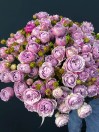 Сиреневые кустовые пионовидные розы